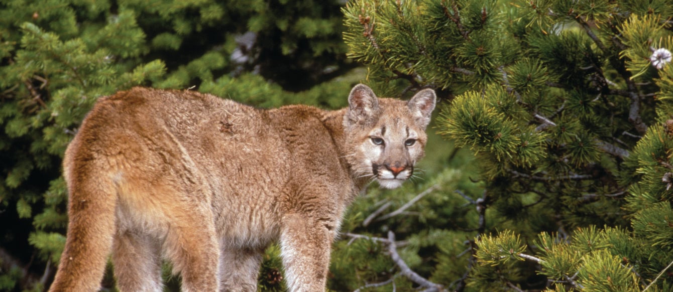 A cougar sits atop a ledge in front of a background of lush trees. 