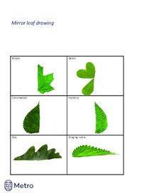 Mirror leaf drawing - with outlines
