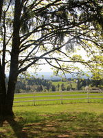 photo of trees and the fenceline at Mason Hill Park