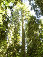 photo of mossy trees at Oxbow Regional Park