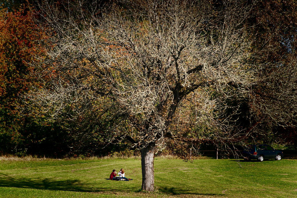 photo of a couple having a picnic under a tree at Howell Territorial Park