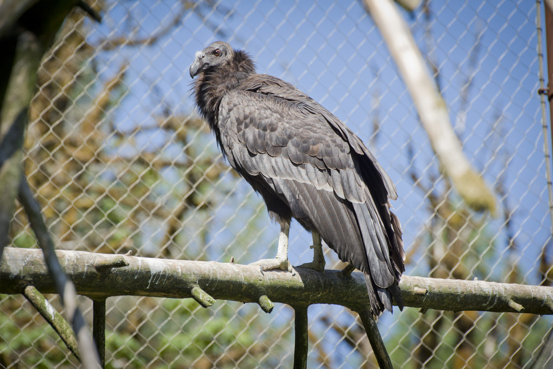 photo of a California condor at the Oregon Zoo
