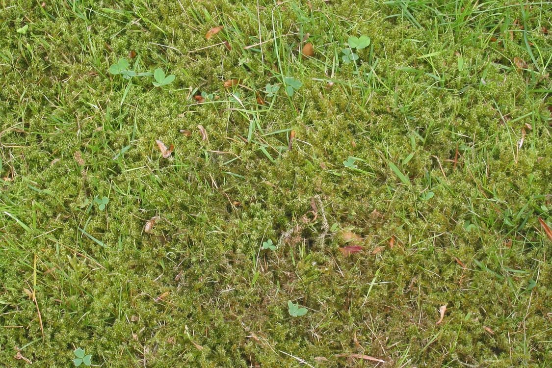 download moss lawn