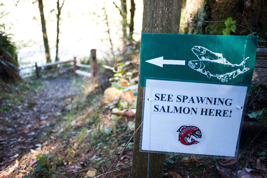 Salmon spawning sign at Oxbow Park