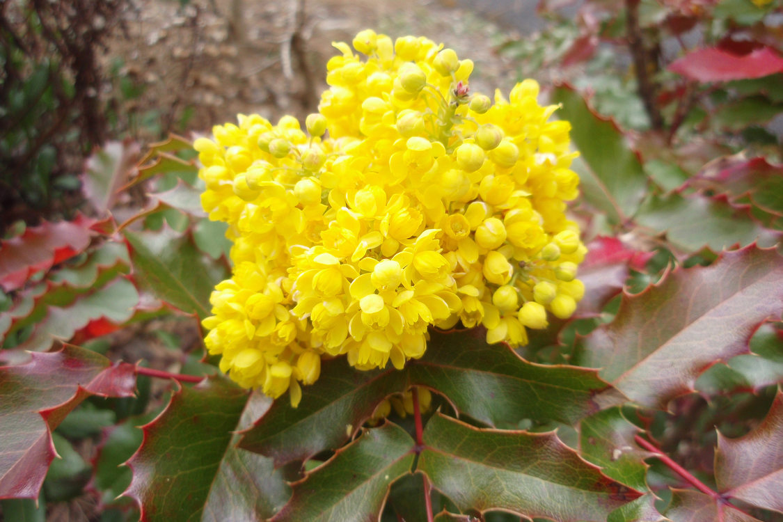 photo of yellow Oregon grape in the Cooper Mountain demonstration garden