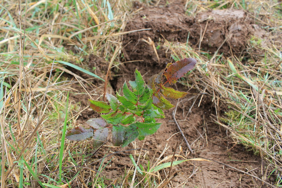 photo of newly planted Oregon grape