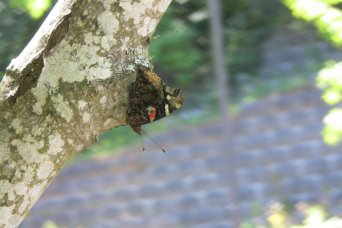 photo of butterfly on the trunk of a tree