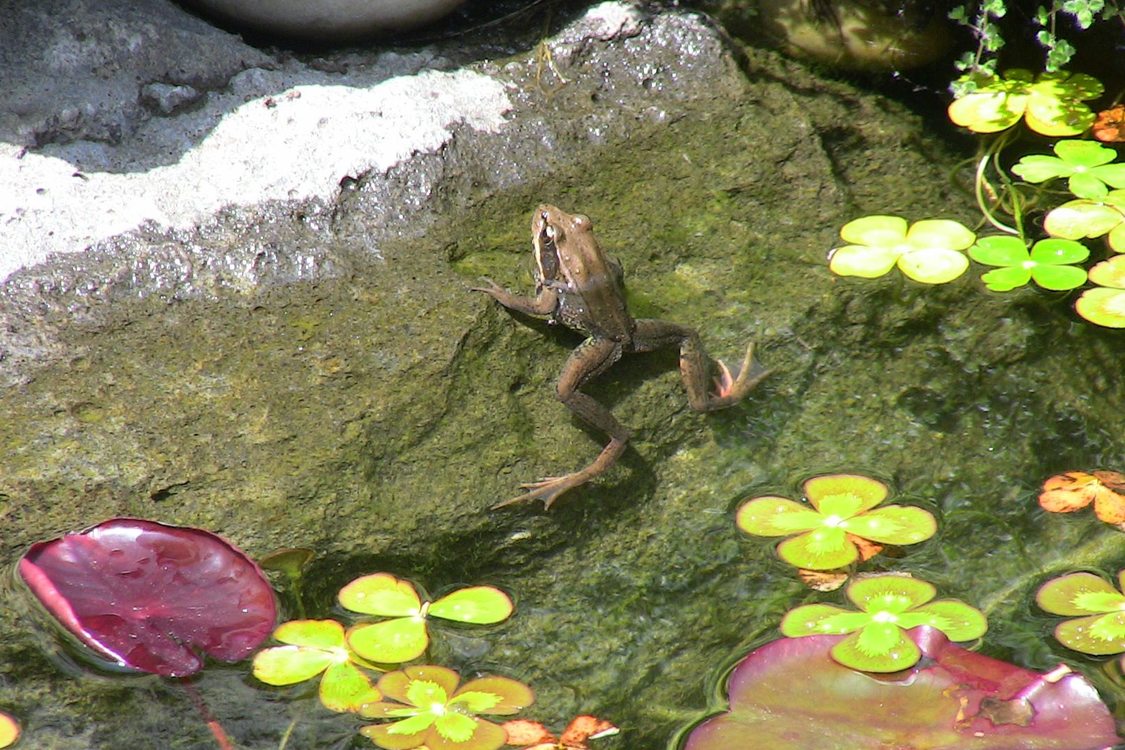 photo of frog in pond
