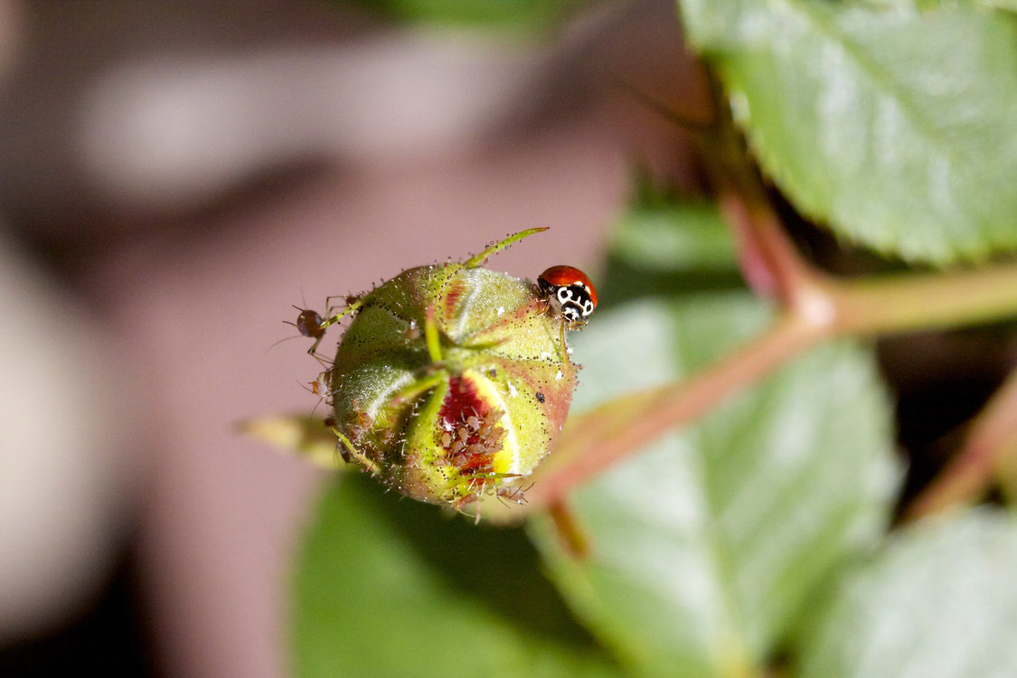 photo of ladybug in Wilsonville by Lindsay Hadley