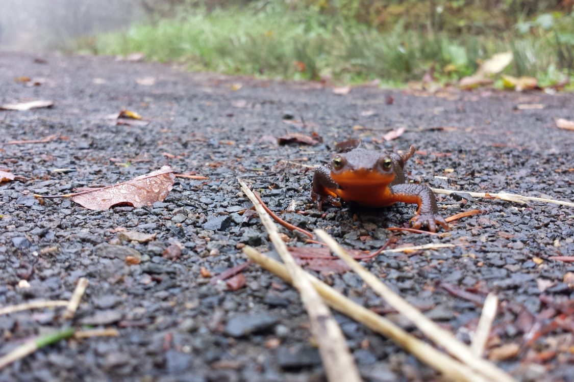 photo of rough-skinned newt at Cooper Mountain Nature Park