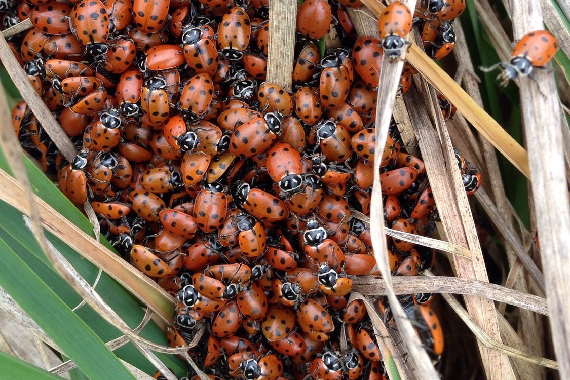 photo of ladybugs awakening from winter hibernation at North Abbey Creek Natural Area