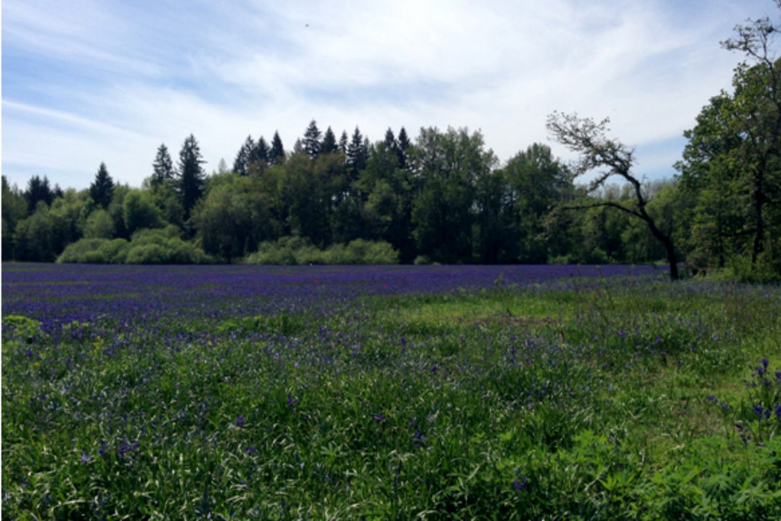 photo of natural area with purple flowers in the foreground and trees in the background