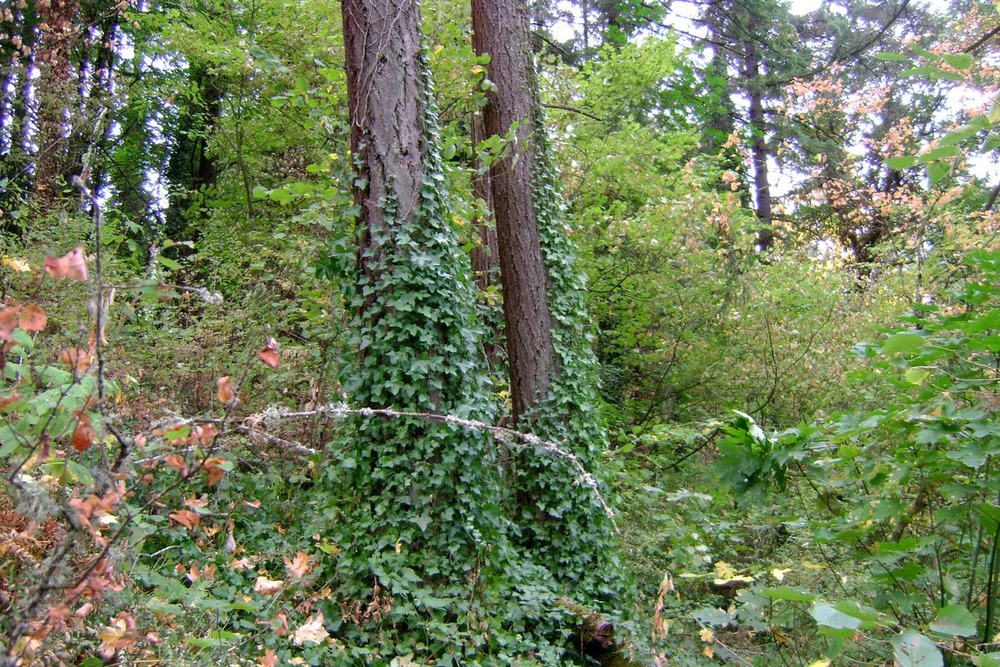 photo of invasive ivy on trees at Hummingbird Hill