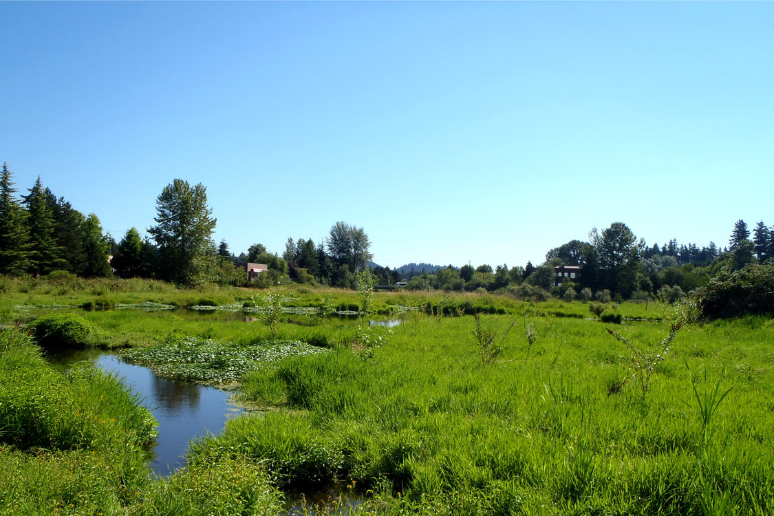 photo of The Wetlands Conservancy’s Nyberg Wetland Preserve