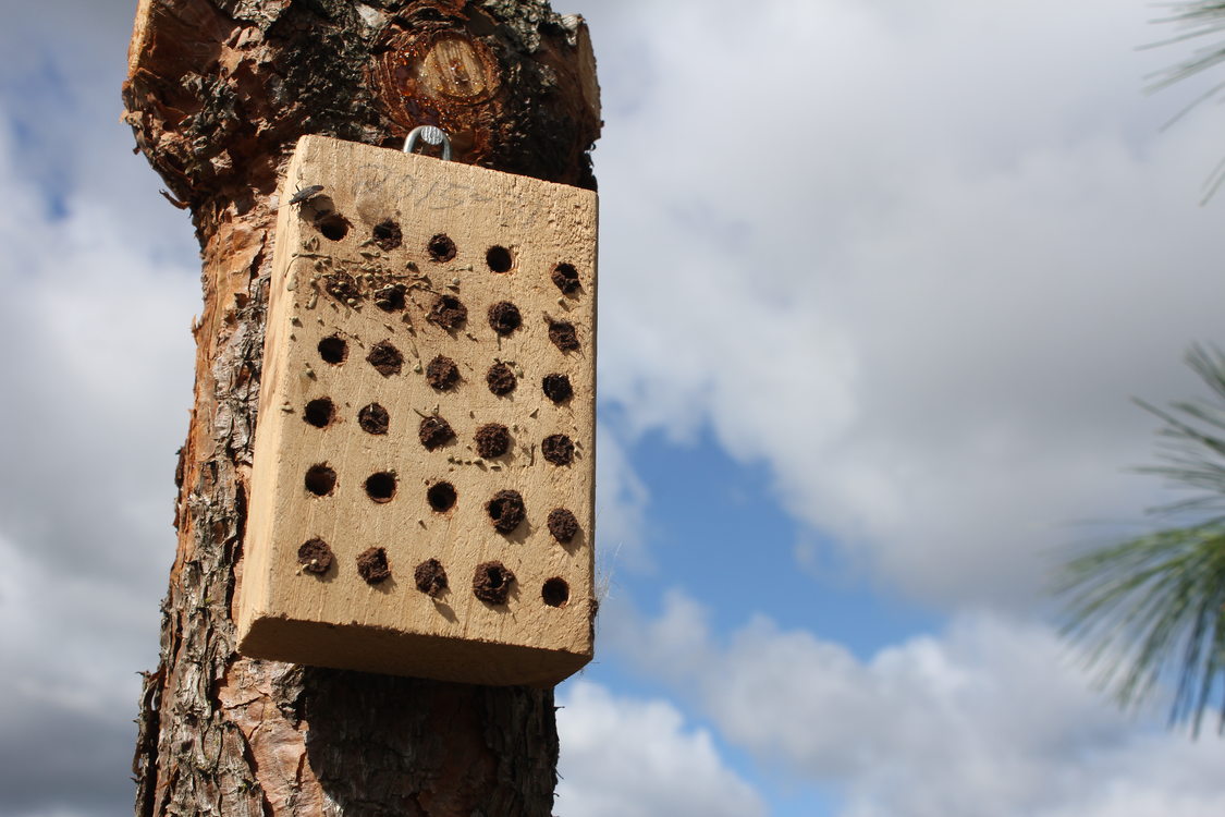 photo of filled mason bee boxes at Graham Oaks