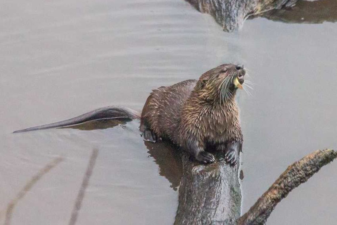photo of river otter at Oaks Bottom Wildlife Refuge