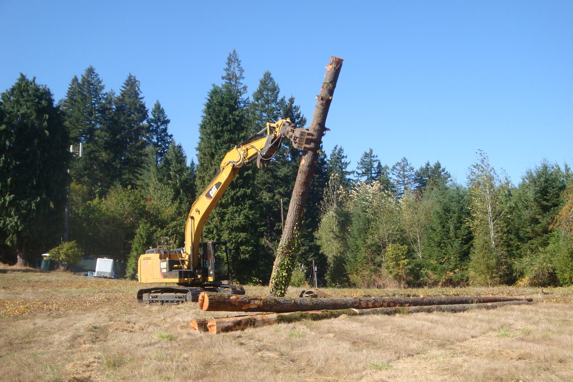 photo of snag created at Willamette Narrows Natural Area