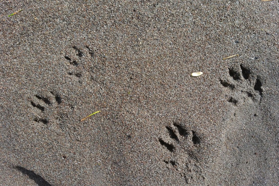 photo of mink tracks