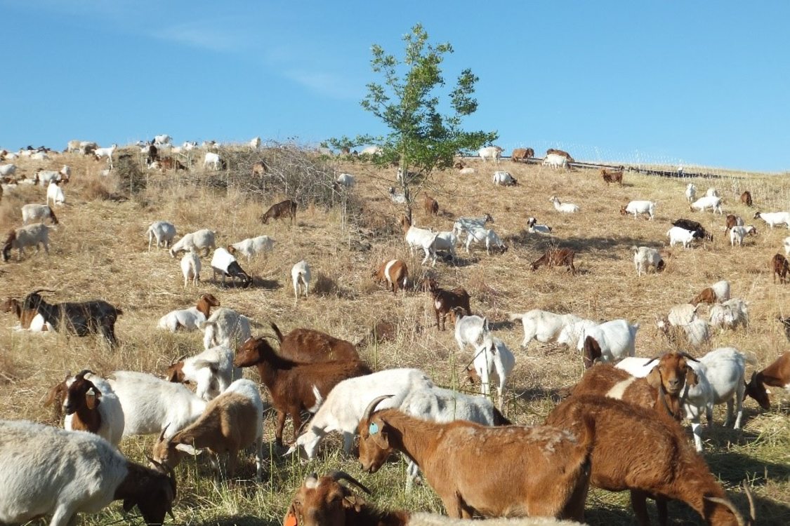 Goats graze at St. John's Landfill