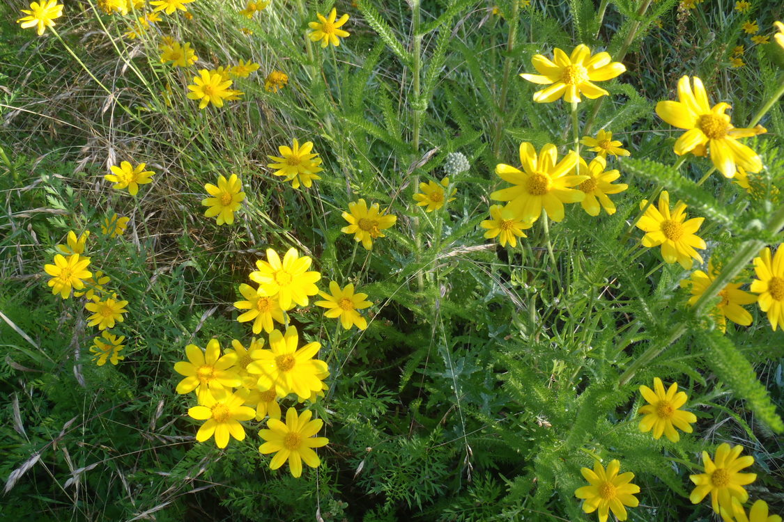 a closeup photo of yellow wildflowers