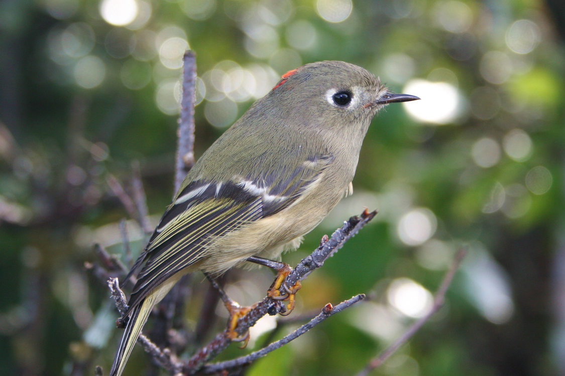 photo of ruby-crowned kinglet