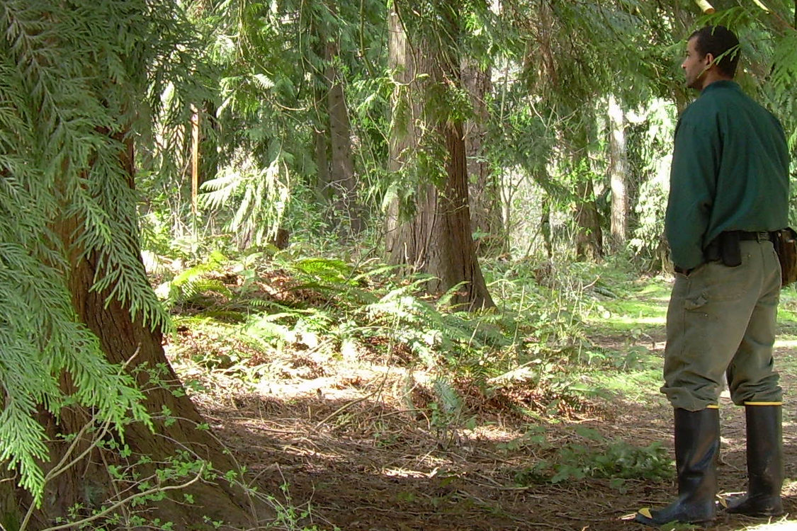 photo of cedar trees at East Council Creek