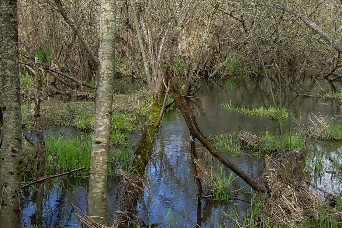 photo of East Council Creek