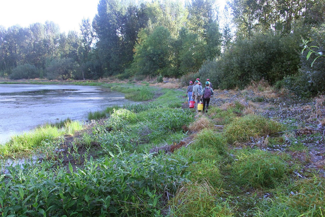 members of a Northwest Youth Corp crew walk along the banks of Ramsey Lake in North Portland