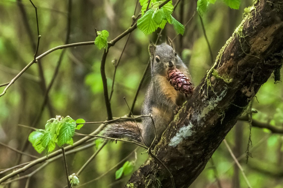 photo of Douglas squirrel at Graham Oaks Nature Park by Rick Hafele