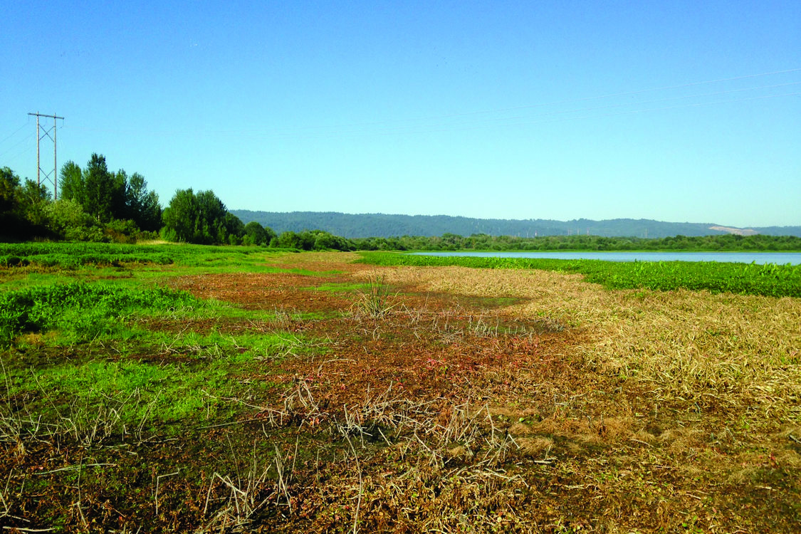 photo of effects of ludwigia treatment at Smith and Bybee Wetlands