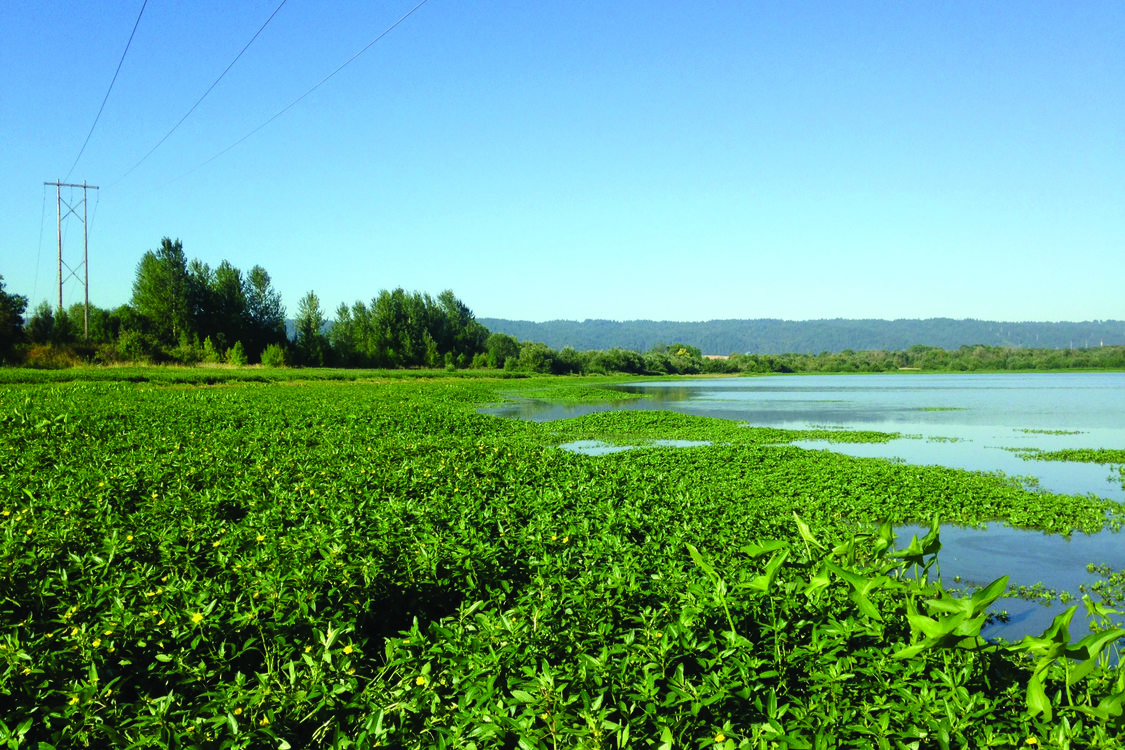 photo of Smith and Bybee Wetlands invasive ludwigia before treatment