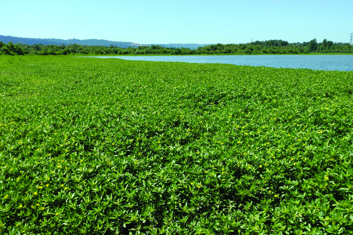 'The Game Changer': Invasive Ludwigia Threatens To Choke Aquatic ...