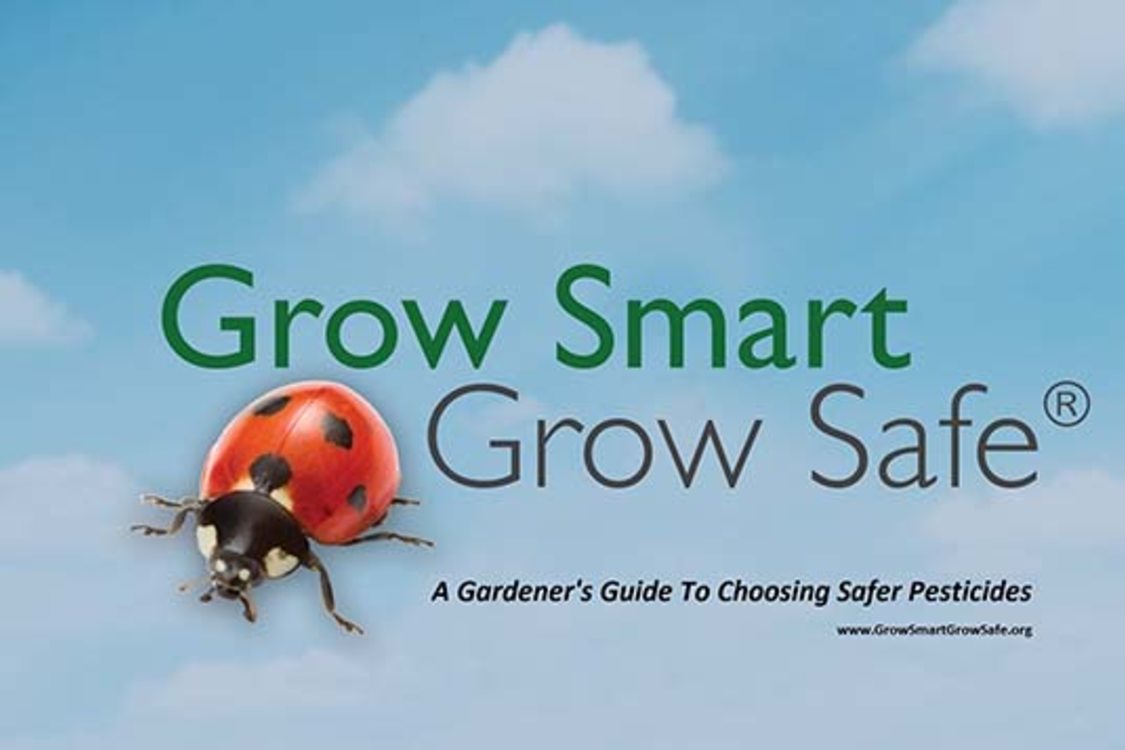 a ladybug appears next to the words grow smart, grow safe