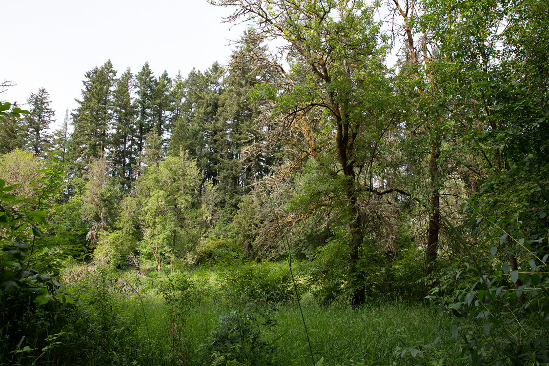East Council Creek Natural Area