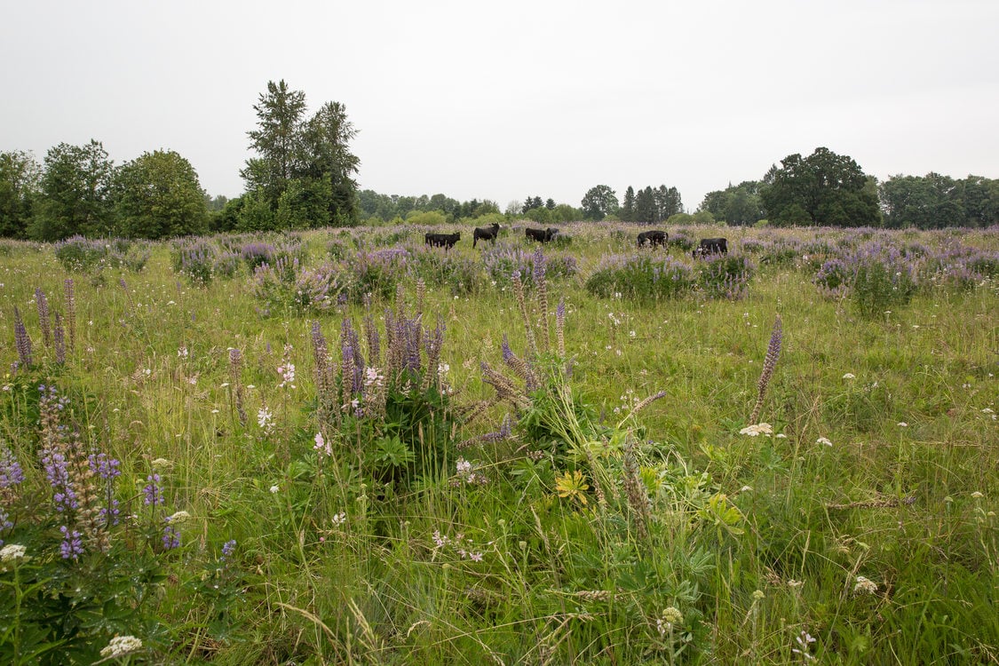 Cattle grazing at Howell Territorial Park