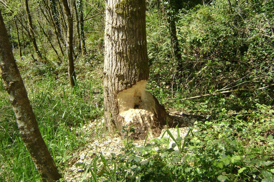 photo of beaver chew along Johnson Creek