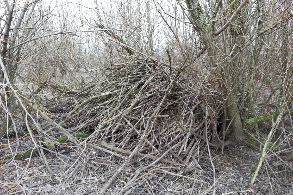 Beaver lodge at Smith and Bybee Wetlands Natural Area