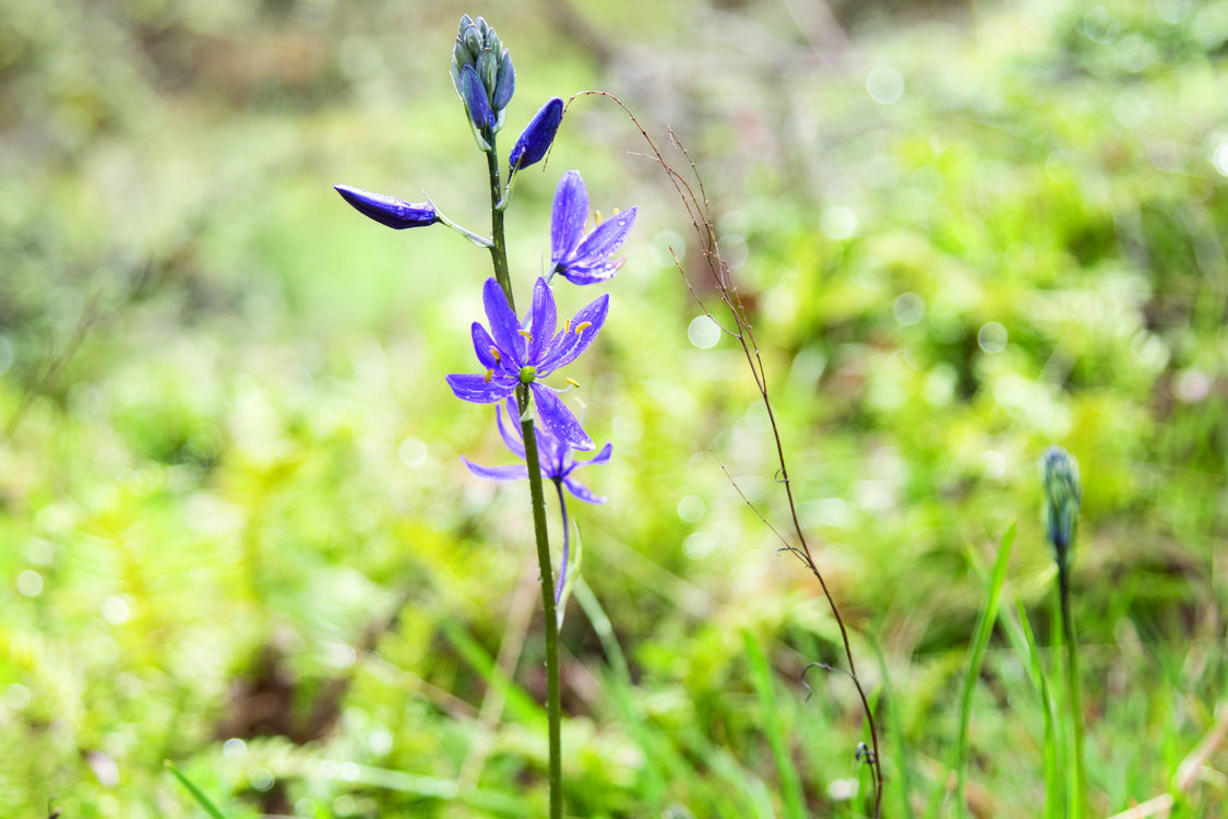 Camas blooms at Canemah Bluff Natural Area. Camas bulbs are a first food for indigenous peoples in greater Portland.