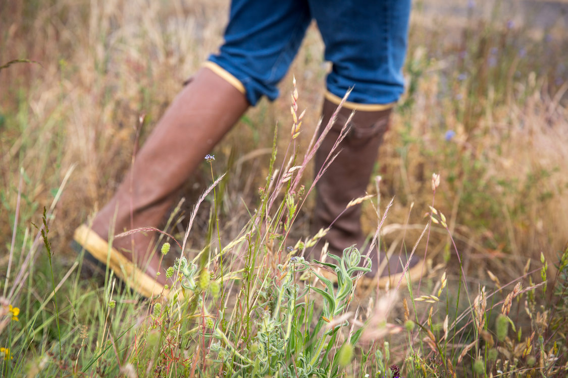 Boots of person walking through prairie grass