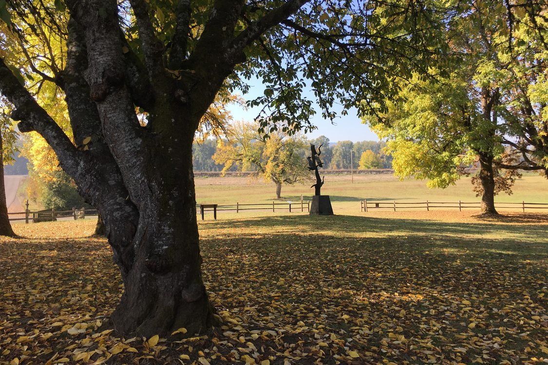 photo of Howell Territorial Park field in autumn