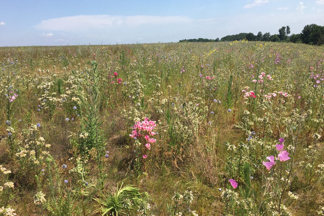 photo of St. Johns Prairie wildflowers