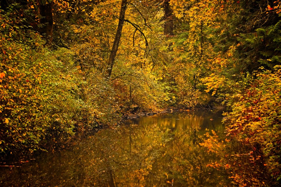 Fall image of Johnson Creek surrounded by trees with changing leaves of yellow, orange and red colors.