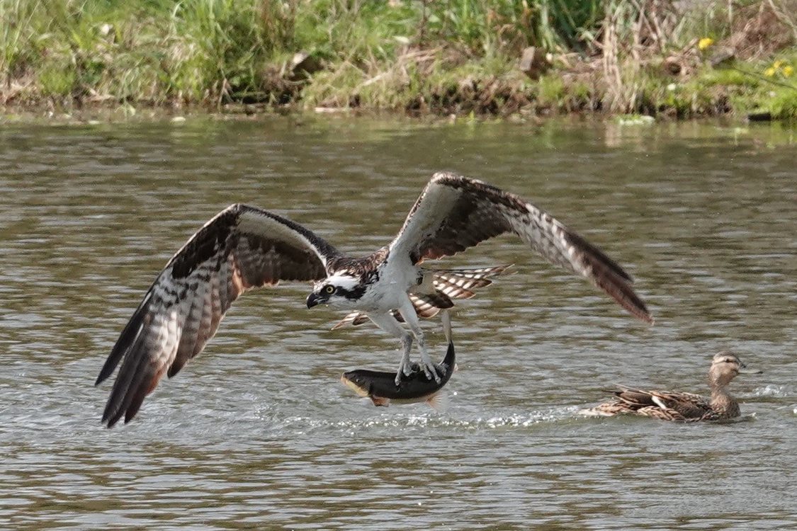 Picture of Osprey grabbing trout out of Commonwealth Lake with protective mallard mother in background.