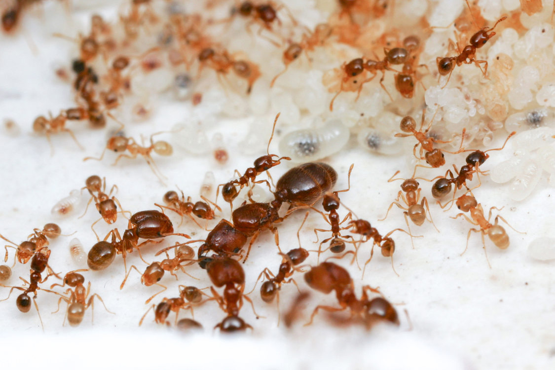 how to kill ants naturally in the kitchen