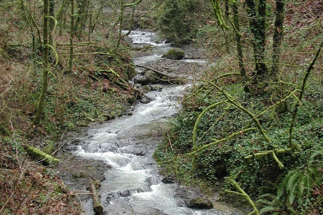 A rapidly running stream winds through a wooded area. Many tree branches are covered in moss and the creek banks are covered in English Ivy.