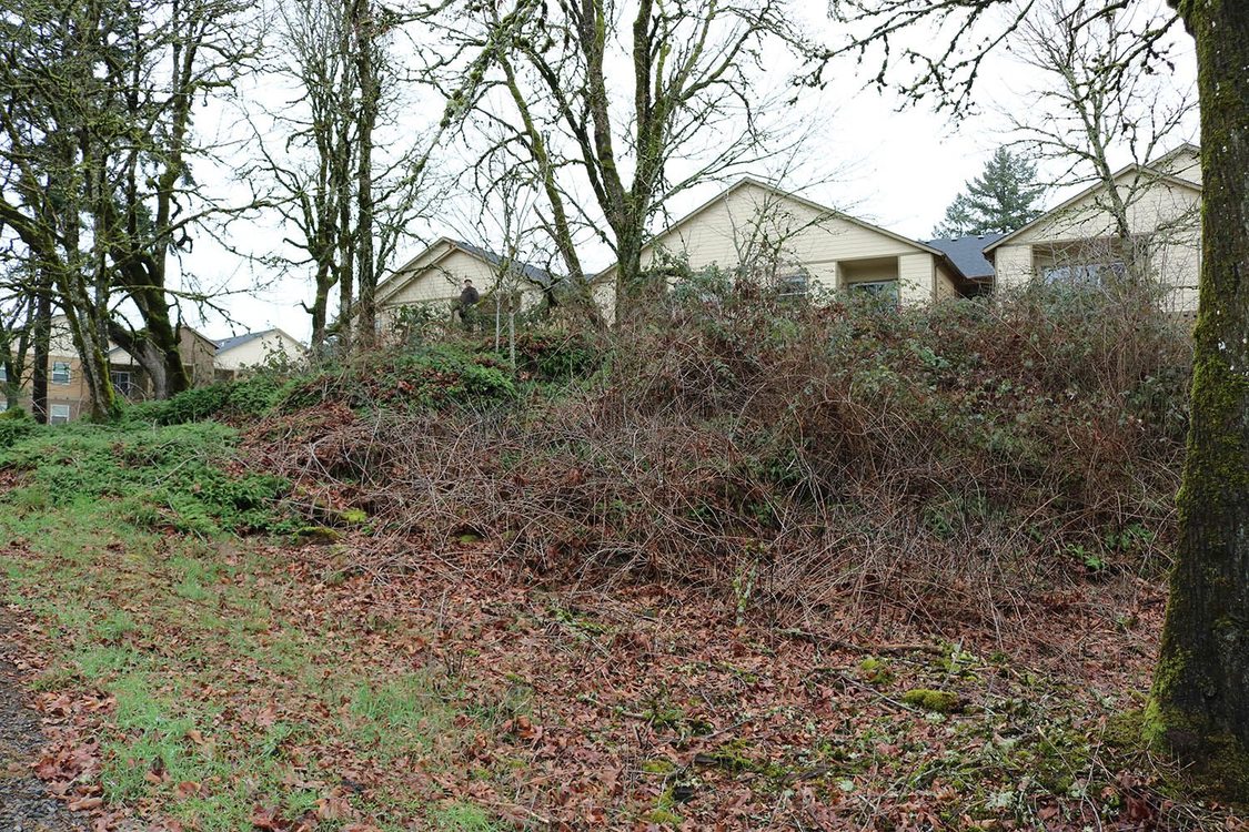 A hill scattered with leaves and grass towards the bottom has Himilayan Blackberry and more clogging the top and growing around a tree. Several houses and more trees are in the background.