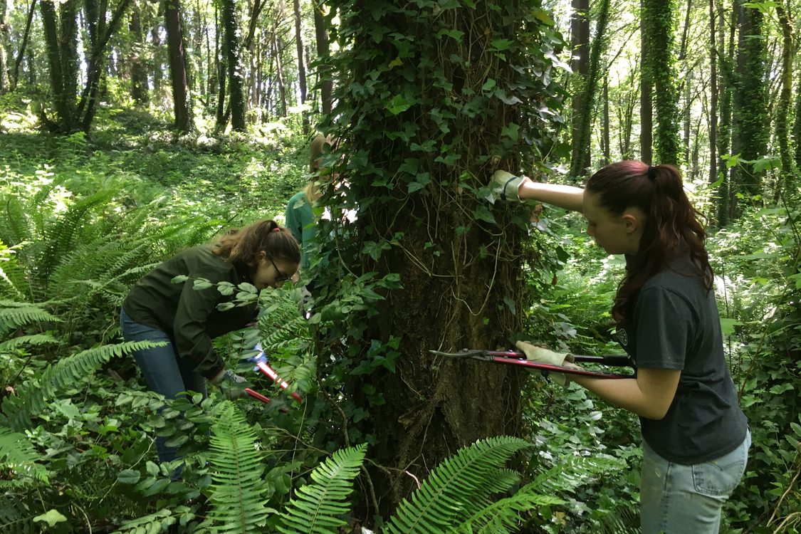 Two youth work together to remove English Ivy from a tree trunk using clippers. They are surrounded by green forest ground cover and several tall trees,  many of which are also covered in ivy.