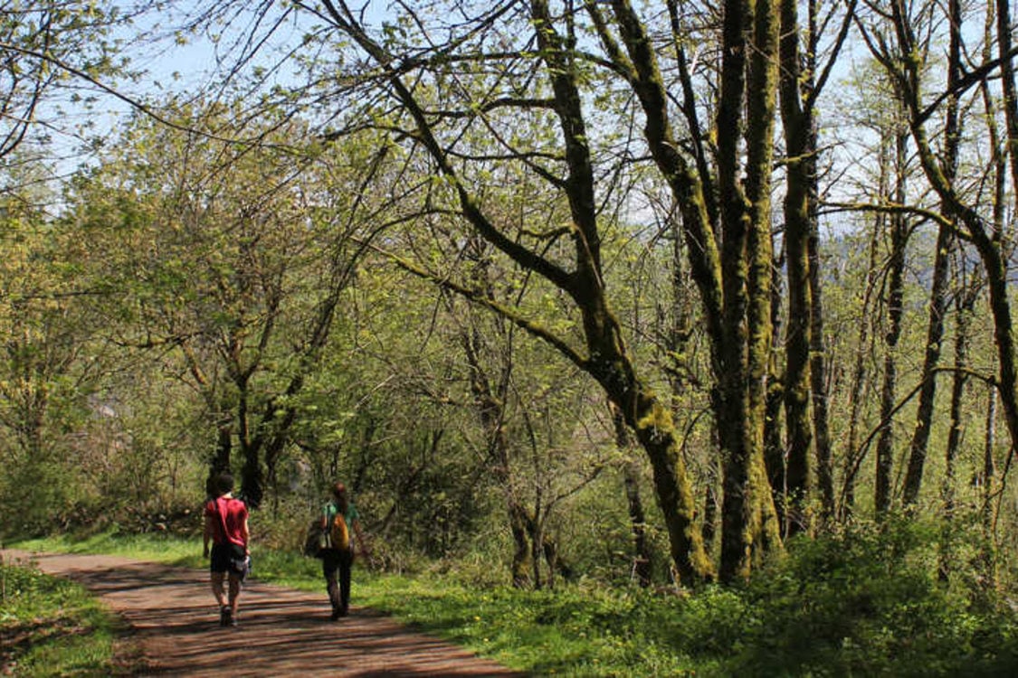 two people walking on trail surrounded by forest