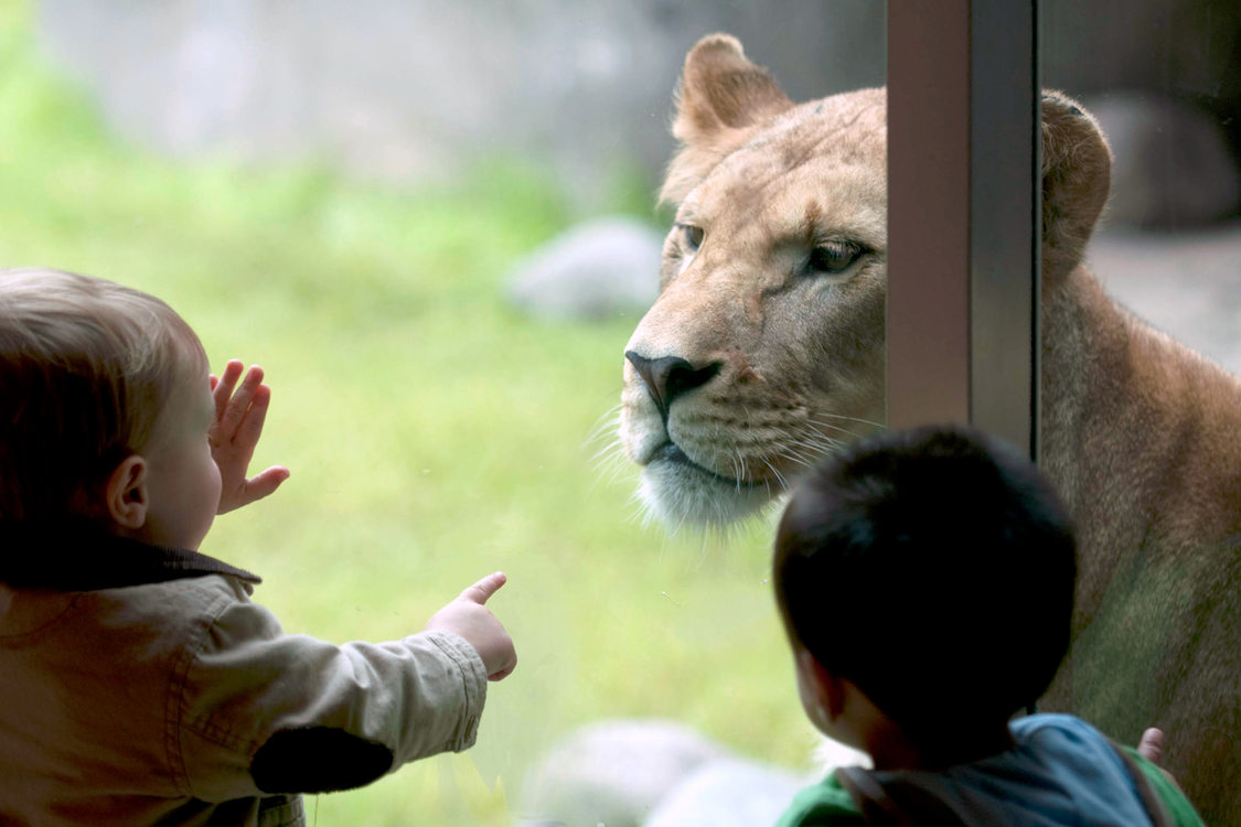A toddler puts its face and hand on the glass viewing window of the lions' pen at the zoo