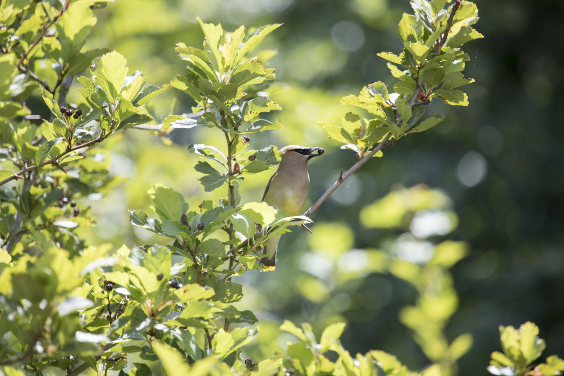 A cedar waxwing holds a berry in its beak while perched on a tree branch at Smith and Bybee Wetlands.